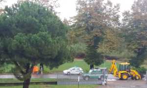 oleggio albero