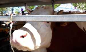oleggio fiera agricola 2019