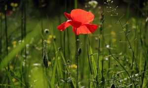papavero fiore resistenza partigiani