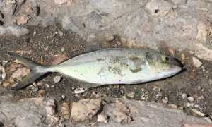 pesce inquinamento
