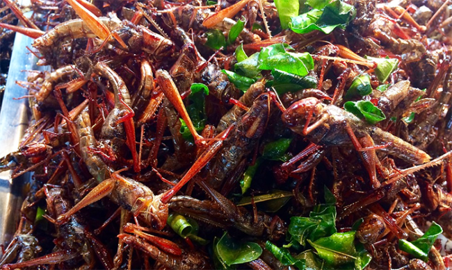 piatto insetti cibo
