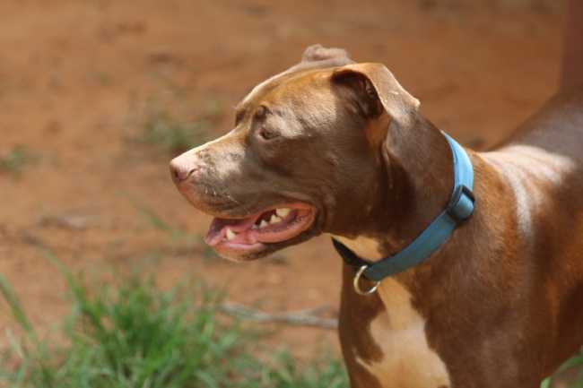 pitbull