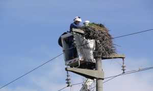 proh piattaforma cicogne