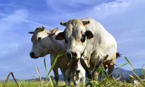 razza piemontese