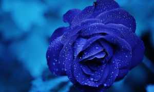 rose 165819 640