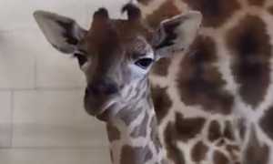 safari park pombia cucciolo giraffa