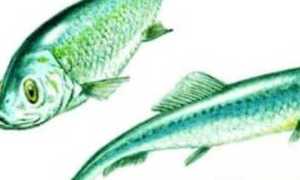sardine novara