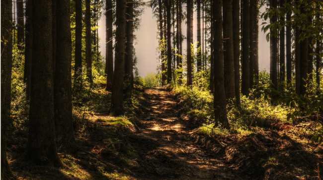 sentiero bosco