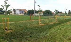 sozzago adotta un albero