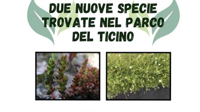specie parco ticino