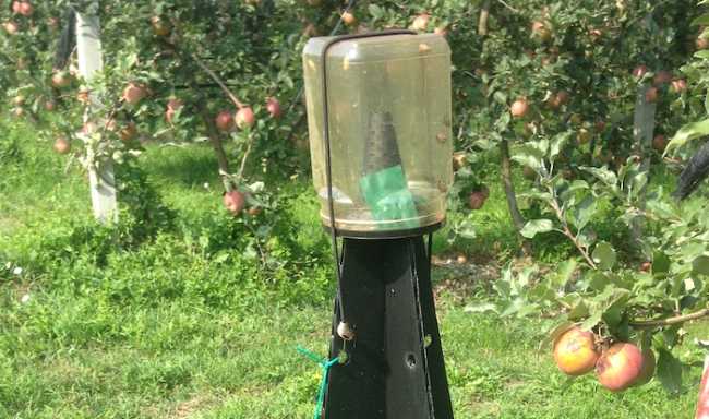 trappole cimice 2