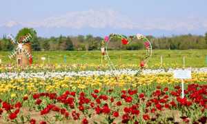 tulipani cameri 1