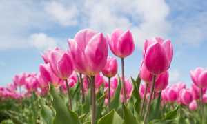 tulipani