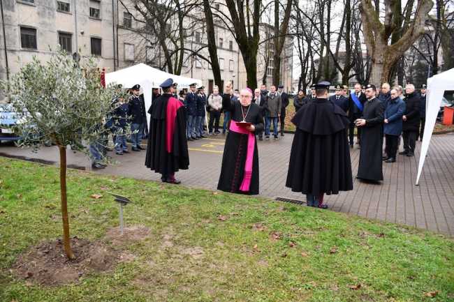 ulivo palatucci novara