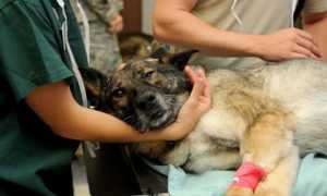 veterinario