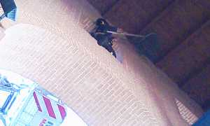 vigile fuoco rondine