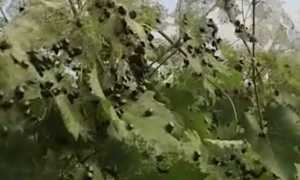 vigne popilia