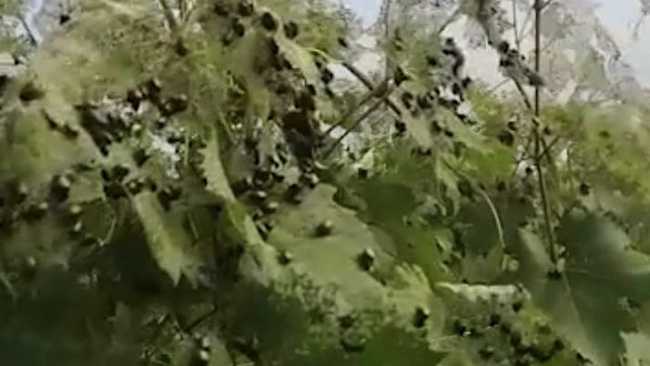 vigne popilia