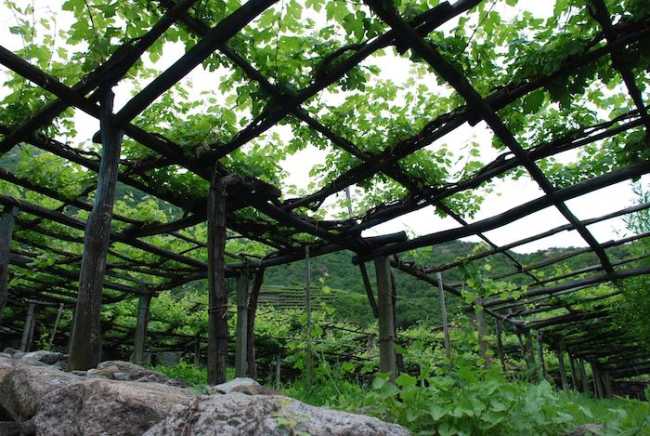 vigneti Carema 3