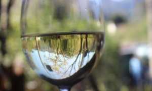 vino bianco