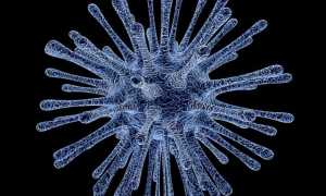 virus foto