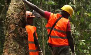 worker 3289479 1280