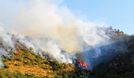 incendio bosco prato fumo