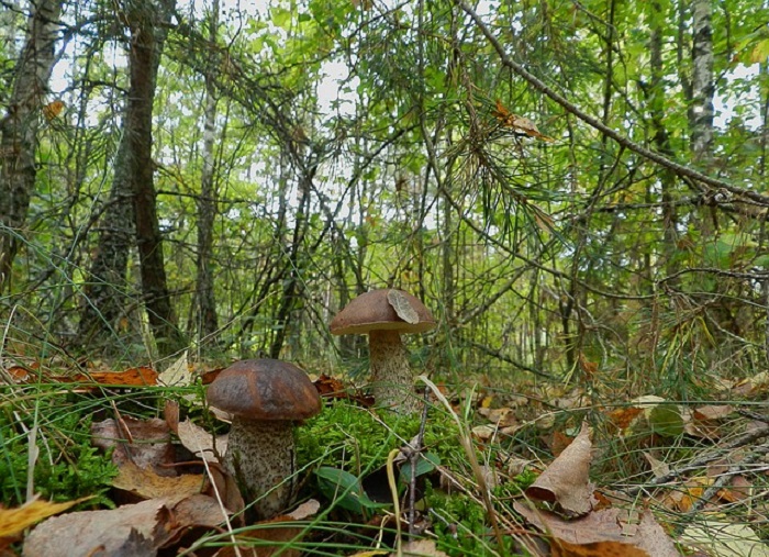 Arriva l’etichetta sui funghi raccolti nei boschi delle provincie di Novara e Vco