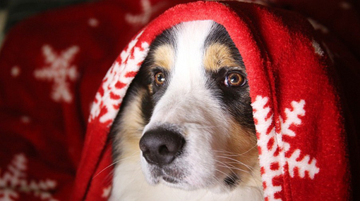 cane natale
