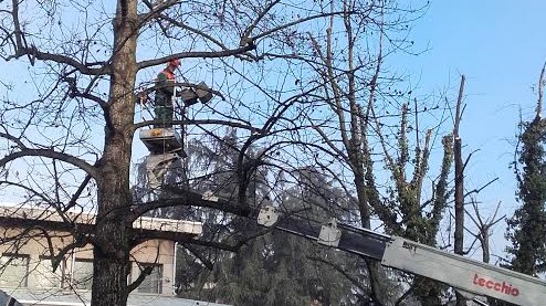 alberi potature