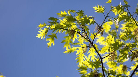 albero