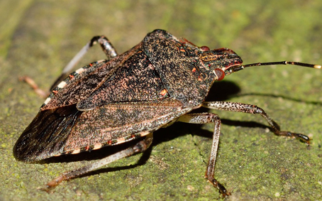 cimice