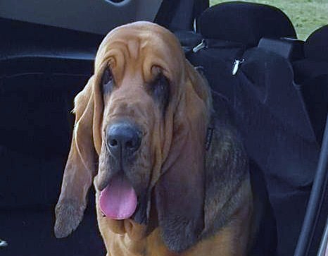 hazel aib bellinzago