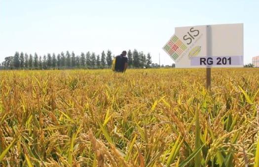 Coldiretti sulle visite varietali: "Confronto sulle tematiche del riso