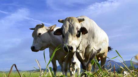 razza piemontese