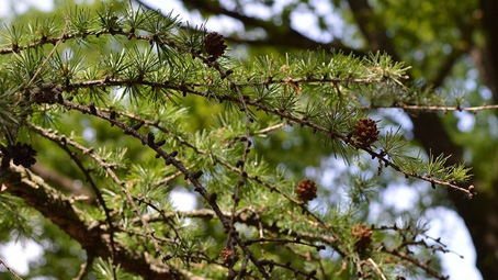 albero foto
