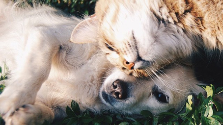 cane gatto
