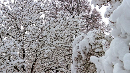 neve alberi