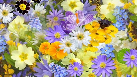fiori foto