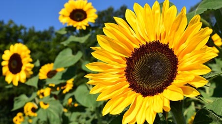girasole foto