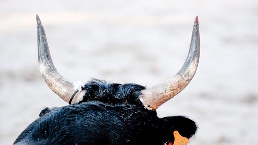 toro foto