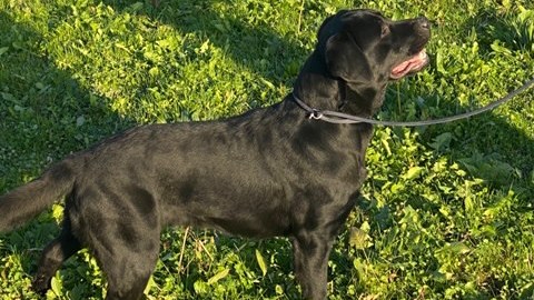 heidi