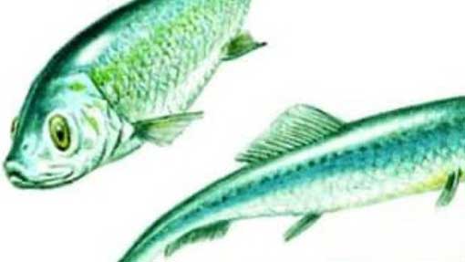 sardine novara