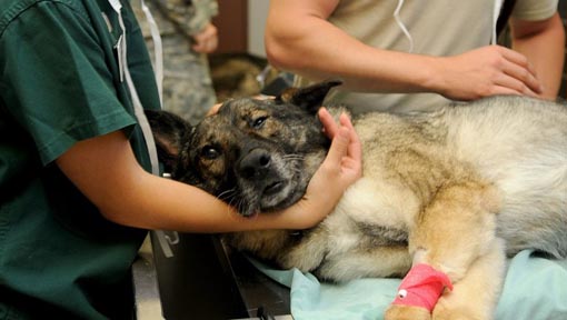 veterinario