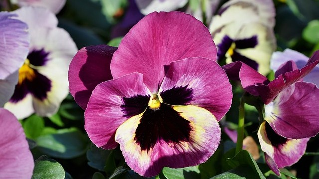 fiore viola