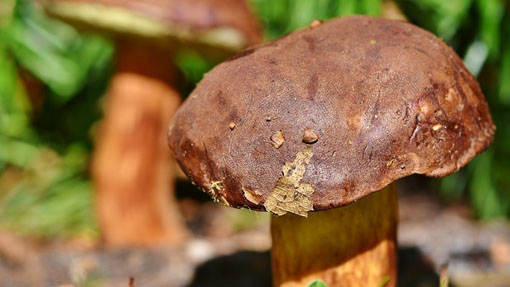 funghi foto