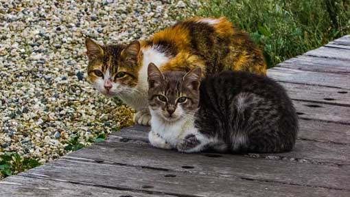 gatti foto