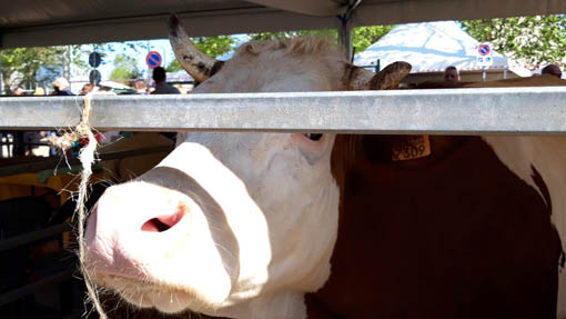 oleggio 1 modificato 1