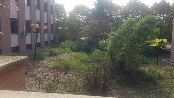 Liceo Antonelli: ripulita l'area verde esterna