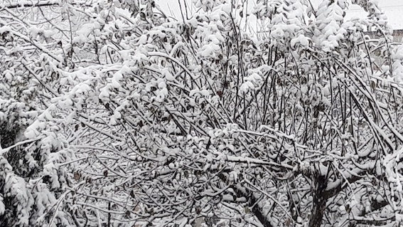 nevicata 1